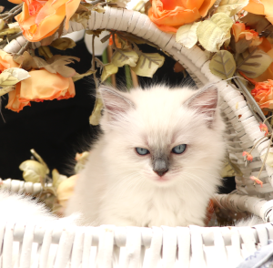 Nimue
