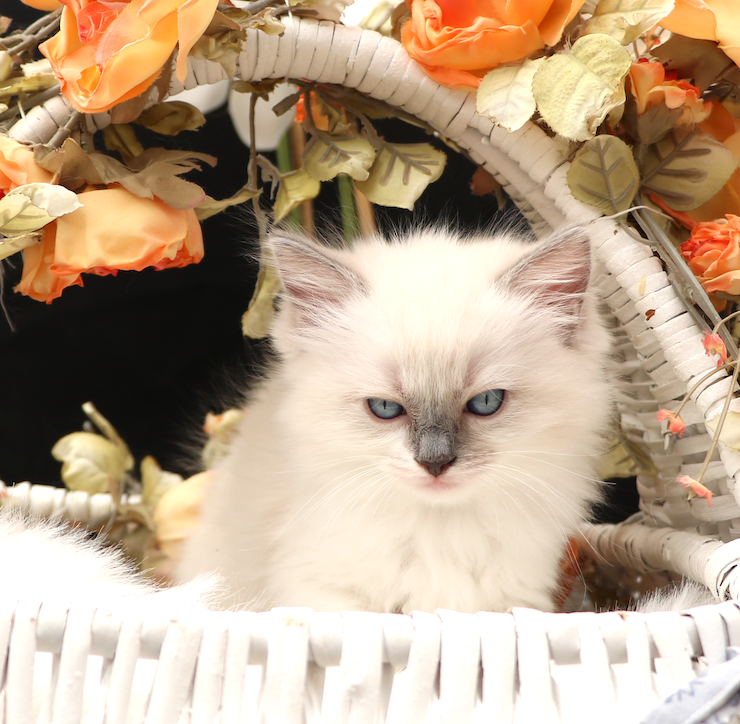 Nimue