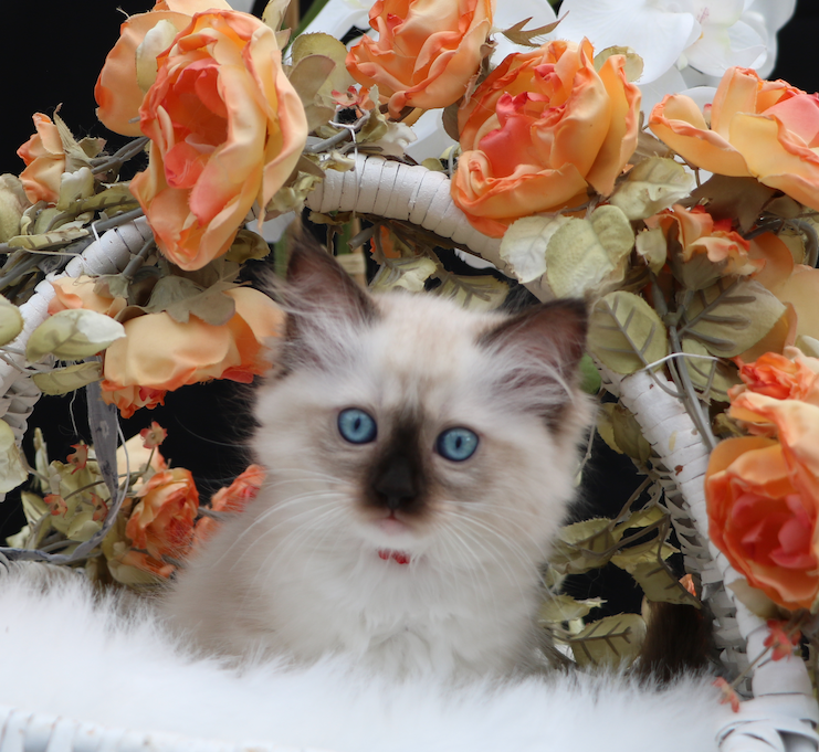Nala Maomao