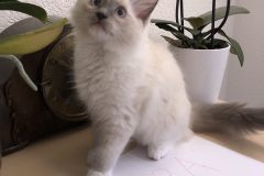 IMG_0962