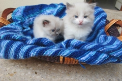 Eagle Eye (rechts) Elvis (links)