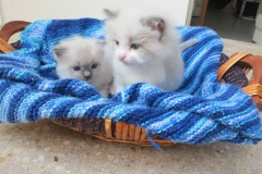 Eagle Eye (rechts) Elvis (links)