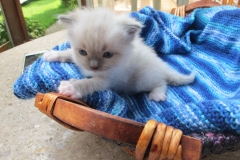 Elvis