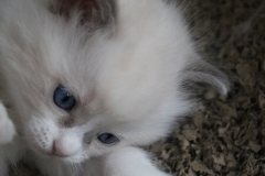 Freddie von Oberlandpfötli