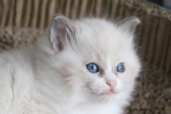 Freddie von Oberlandpfötli