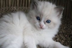 Freddie von Oberlandpfötli