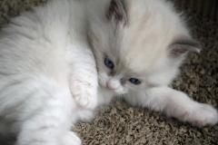 Freddie von Oberlandpfötli